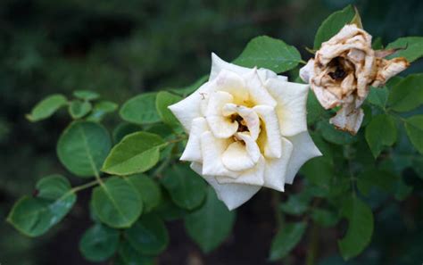 Alive And Dead Flowers Stock Photos Pictures And Royalty Free Images