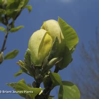 Floriscope Magnolia X Brooklynensis Yellow Bird