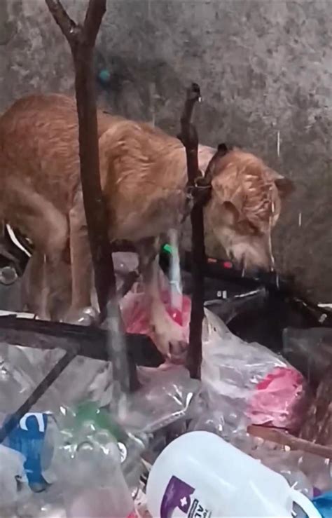 Loved by the Gapz - Animal Rescue Inc. - Papap (discharged, at the