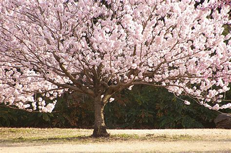 桜の木の下で Life With Camera