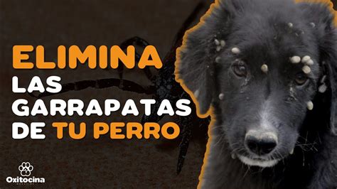 7 REMEDIOS CASEROS PARA ELIMINAR LAS GARRAPATAS DE TU PERRO YouTube