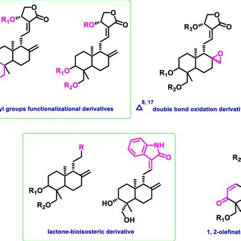 The Structures Of Representative Andrographolide Derivatives Download Scientific Diagram