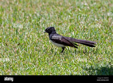 Australian Fantails Hi Res Stock Photography And Images Alamy