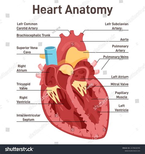 Human Heart Anatomy Cross Sectional Diagram Stock Vector (Royalty Free ...