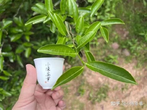 武夷岩茶的划分，3大主流品种，4大分类，你都了解吗？ 知乎