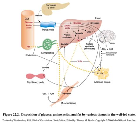 Bio Exam 4 Homeostasis Reproduction Nervous System Flashcards Quizlet