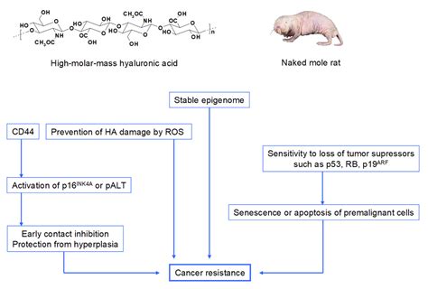 Ijms Free Full Text Hyaluronan As A Prominent Biomolecule With