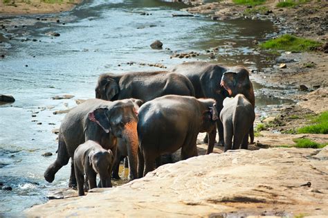 black elephants  stock photo