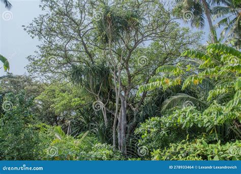 Tropical Landscape With Trees In The Jungles At The Island Manadhoo The