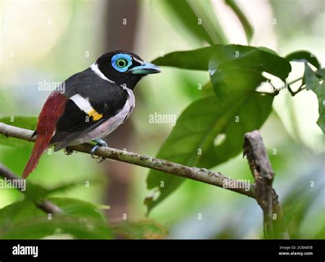 Birds Of Mindanao Hi Res Stock Photography And Images Alamy