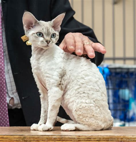 Devon Rex Breeders Australia Devon Rex Info And Kittens