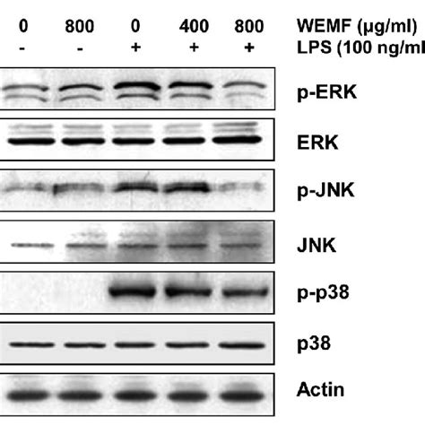 Effects Of Wemf On The Lps Induced Phosphorylation Of Mapks In Raw