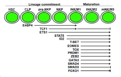 Transcriptional Regulation Of Nk Cell Development And Maturation