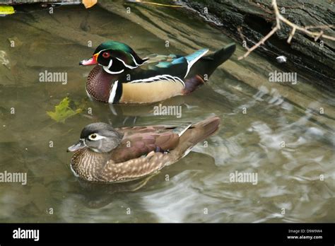 Mandarin duck swimming Stock Photo - Alamy