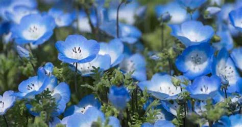 Baby Blue Eyes Flower Care: Growing The Nemophila Menziesii