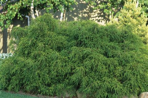 Chamaecyparis Pisifera Filifera Nana Japanese Falsecypress Garden