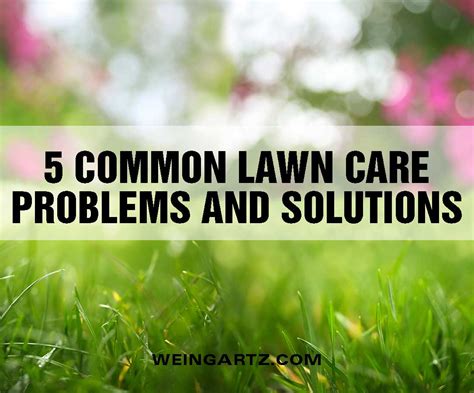 Common Lawn Problems And How To Fix Them Greenspace Care