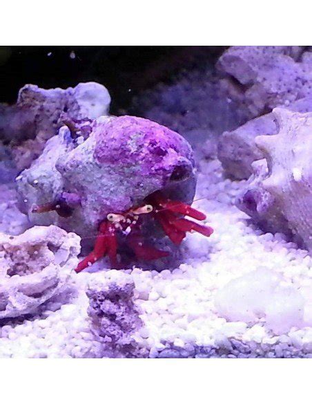 The Scarlet Reef Hermit Crab Is A Great Addition For The Marine Tank