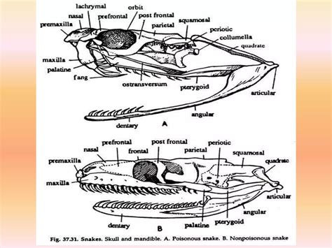 Snakes-poisonous & Non poisonous, venom ,biting mechanism | PPTX