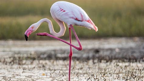 La curiosa razón por la que los flamencos levantan una pata