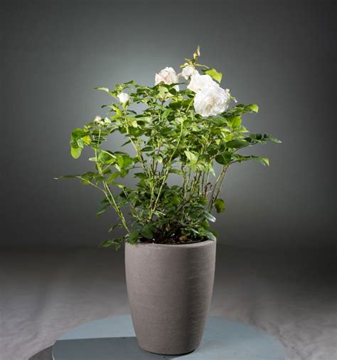 Edelrose Annapurna ® - Rosa Annapurna ® günstig kaufen