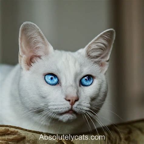 Discover The Charm Of Russian White Cats Perfect Companions For