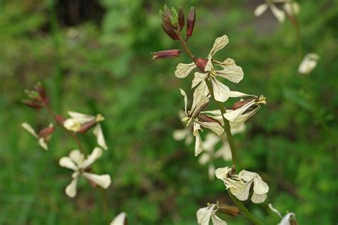 Eruca vesicaria