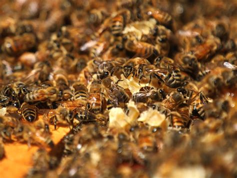 What makes "killer" bees so deadly? - CBS News