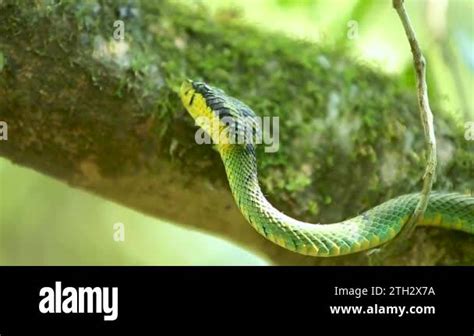 Sri Lankan Green Pit Viper Craspedocephalus Trigonocephalus Ceylon Pit