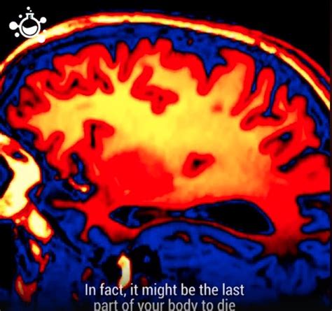 Documentary points to life after death in the brain [video]