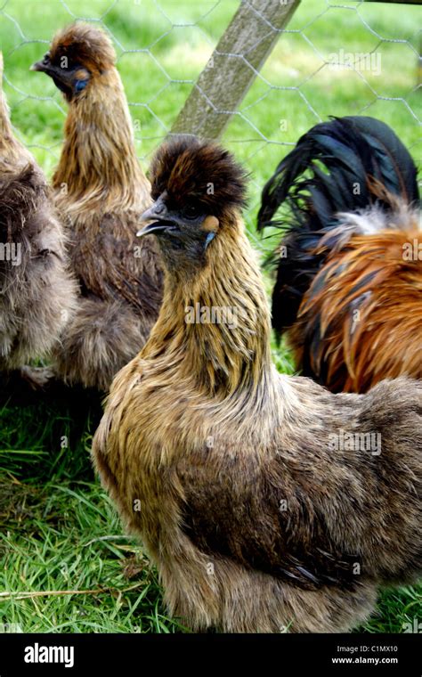 Partridge Silkie Chickens In A Pen Stock Photo Alamy