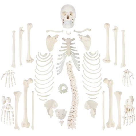 Axis Scientific Life Size Disarticulated Human Skeleton Model Part