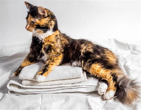 Calico And Tortoiseshell Cat Photos Cat World