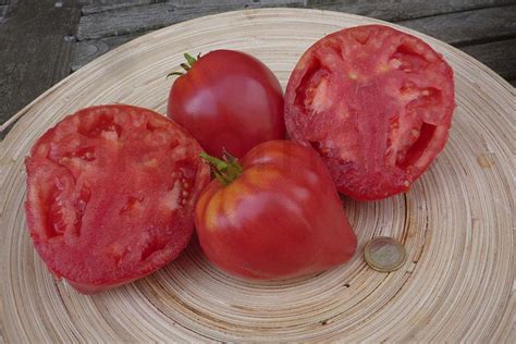 Bulgarische Ochsenherztomate Rosa At Lilatomate