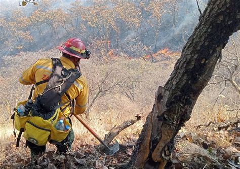 Miles De Hect Reas Siniestradas Por Incendios Forestales En M Xico