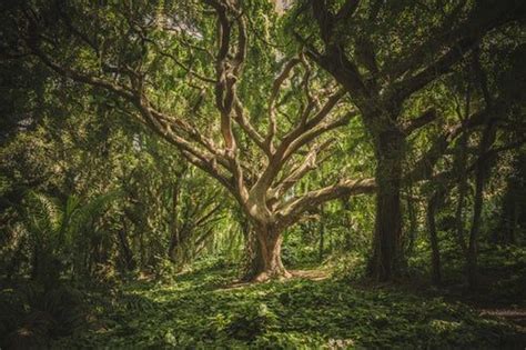 Large Tree In Middle Of Forest During Daytime Forest Pictures Nature