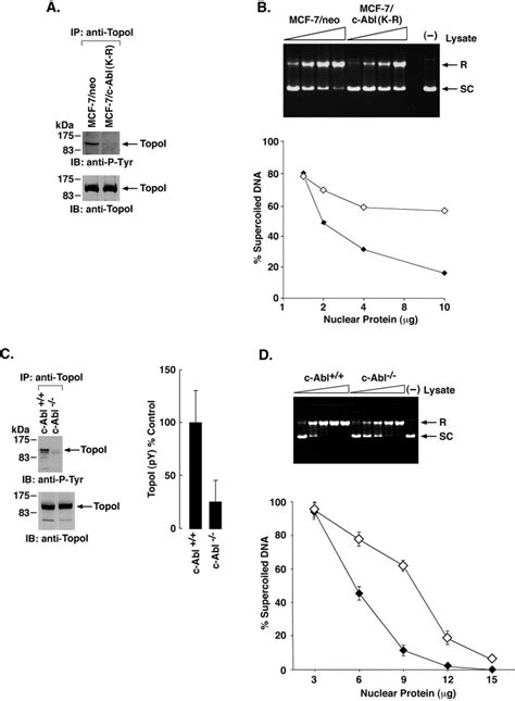 C Abl Phosphorylates And Activates Topo I In Cells A Lysates From