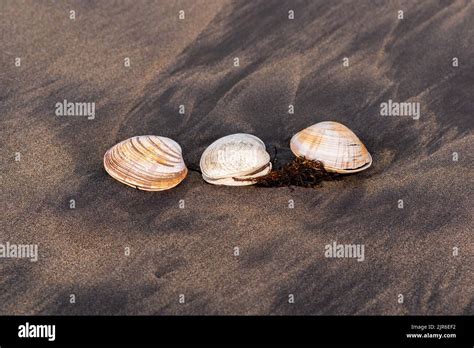 Three Shells Of Surf Clams On Black Volcanic Sand Stock Photo Alamy