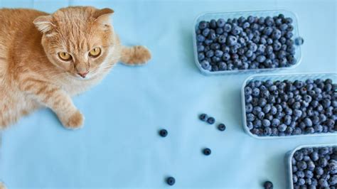 32 surprising foods cats can eat | PetsRadar