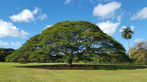 この木なんの木（日立の木）があるモアナルアガーデンの魅力を徹底紹介｜ハワイ現地よりおすすめハワイ情報をロミノハワイのお客様へ発信