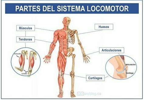 Partes Del Sistema Locomotor Ara Blog