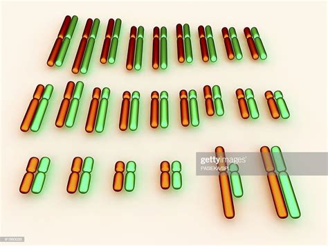 Human Karyotype High Res Vector Graphic Getty Images