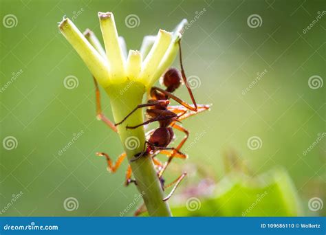 Leaf Cutter Ants Stock Photo Image Of Powerful Environment 109686110