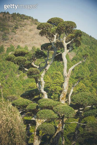 Japanese Tree Hakone National Park Japan