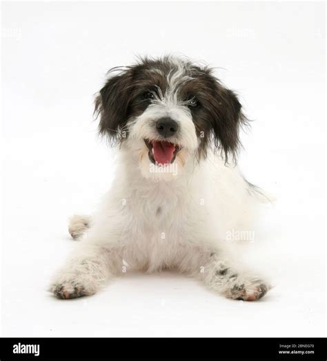 Jack Russell And Toy Poodle Mix Sale Online