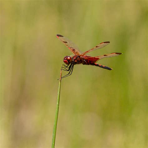 Calico Pennant dragonflies | Mike Powell
