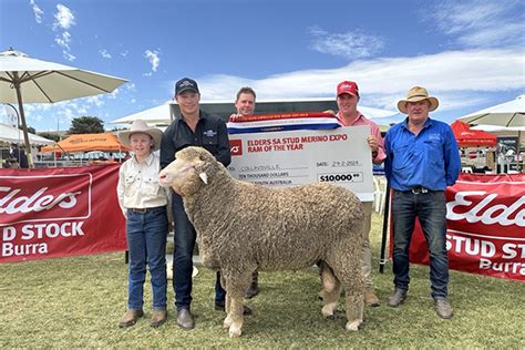 South Australias Studs Showcase Top Merinos At Burra