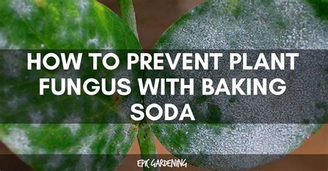 How To Treat Plant Fungus With Baking Soda