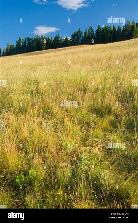 Grassland At Priest Pass Continental Divide National Scenic Trail CDT