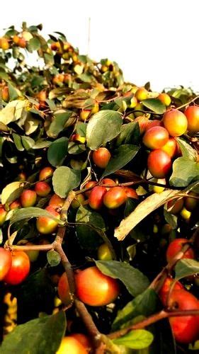 Thai Full Sun Exposure Sundari Apple Ber Plant Red For Garden At